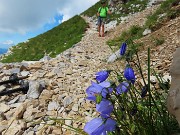 47 Campanula cochleariifolia (Campanula dei ghiaioni)